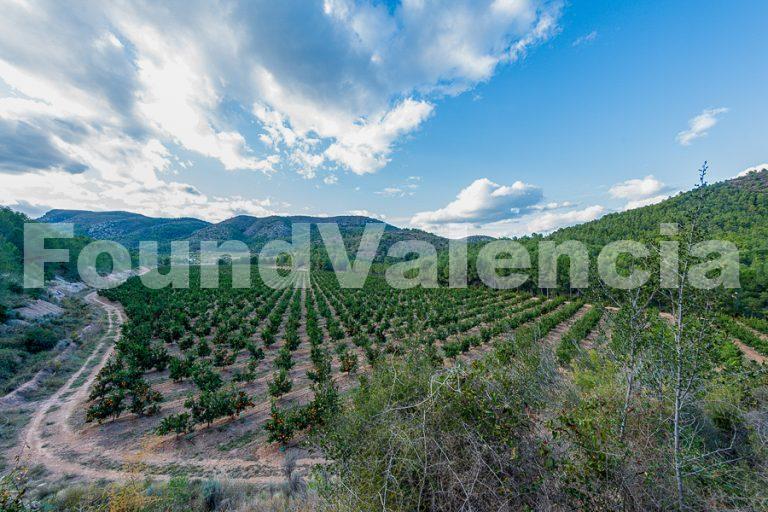 Citrusbedrijf te koop in Castellon